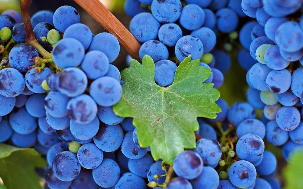 Shavkapito Grape: Discovering the Unique Red Wine of Georgia's Kartli Region