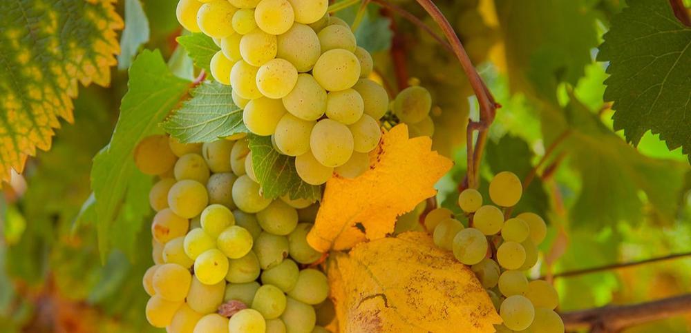 Discover Kisi: Revival of Georgia's Native Grape Variety in Kakheti's Wine Industry