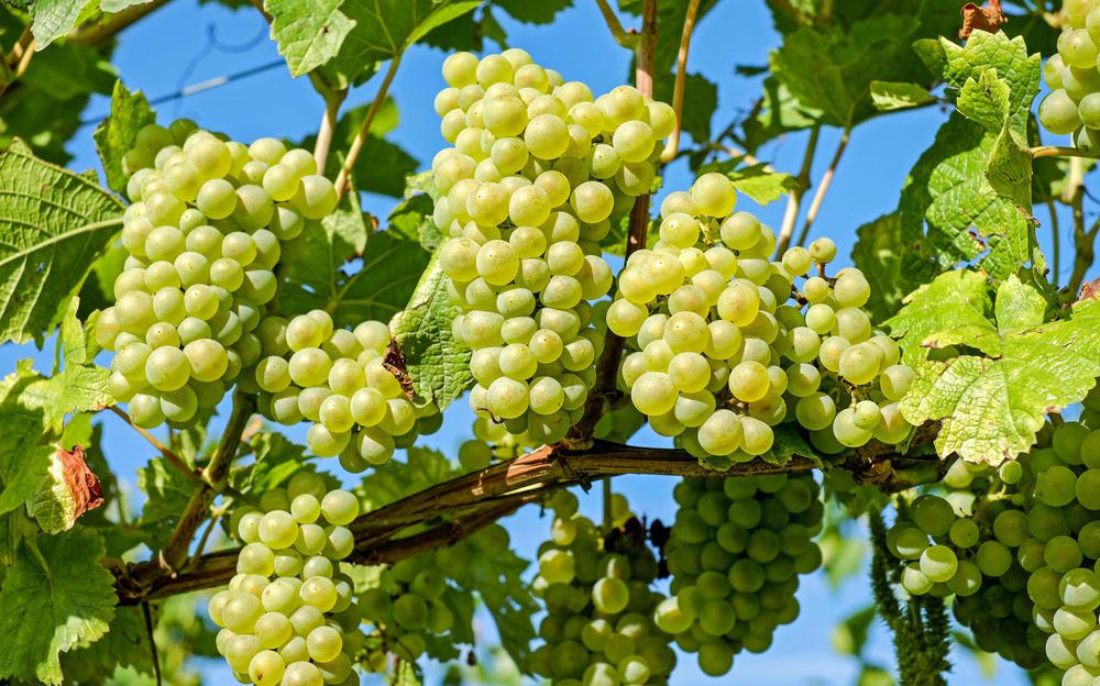 Chinuri Grape Variety: Exploring the White Wine Treasure of Georgia