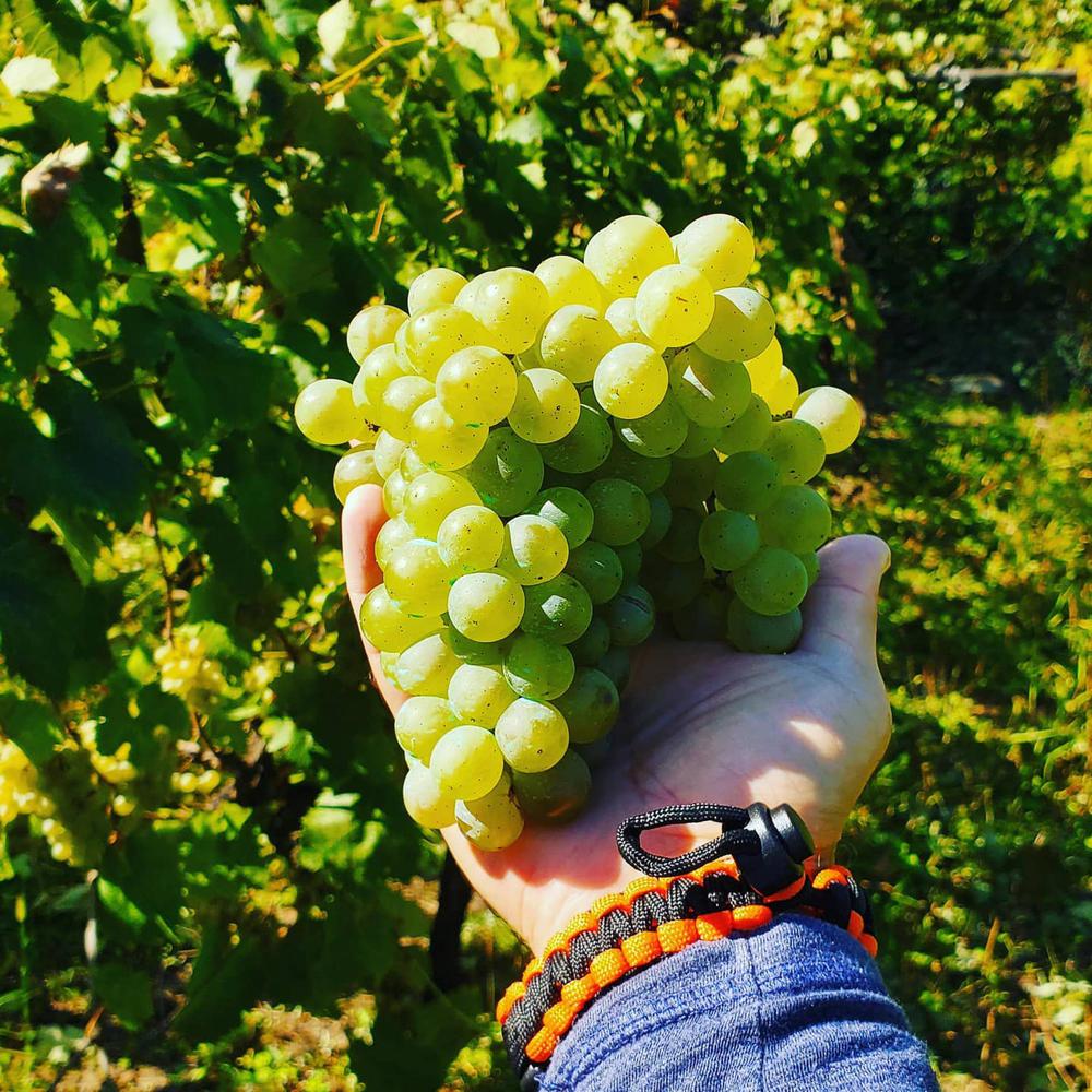 Discover Krakhuna: A Unique Georgian Grape Variety and Its Winemaking Tradition