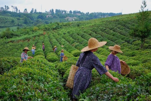 Experience the depths of Georgia's tea culture on a private tour