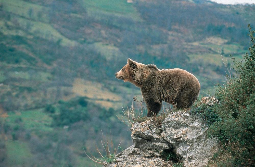 Brown Bear Habitats in Georgia: Exploring Wildlife and Conservation Efforts