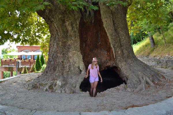 900-Year-Old Giant Plane Tree in Telavi