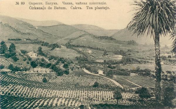 Archival View of the Georgian Tea Plantations