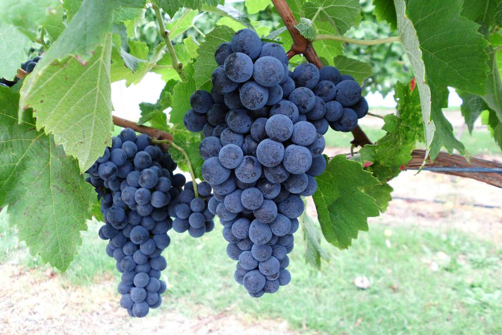 Saperavi Wine Guide: Exploring the Richness of Georgia's Indigenous Grape