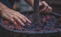 Georgia's Viticulture and Winemaking Law