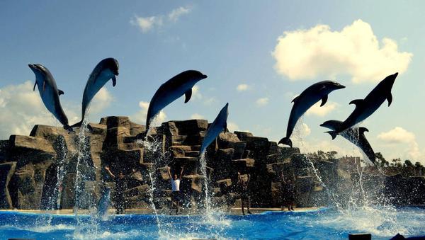 Jumping Dolphins in Batumi Dolphinarium