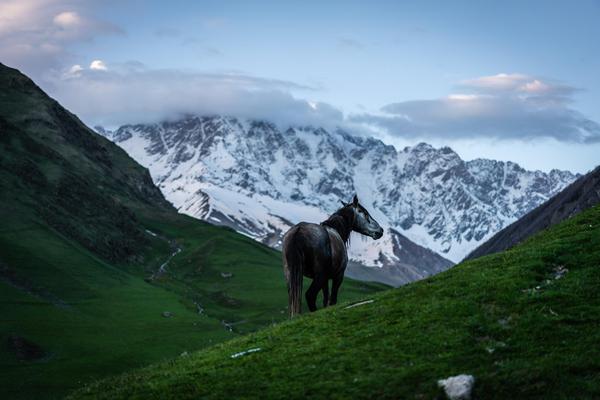 Solitary Horse in Front of Shkhara Mountain in Ushguli