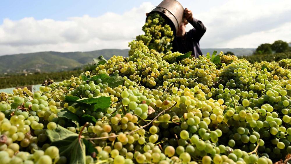 Georgian Wine's Impact on Economic Growth and Tourism