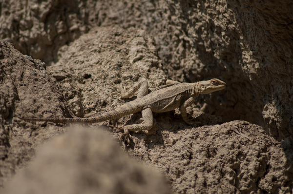 Lizard in Vashlovani National Park
