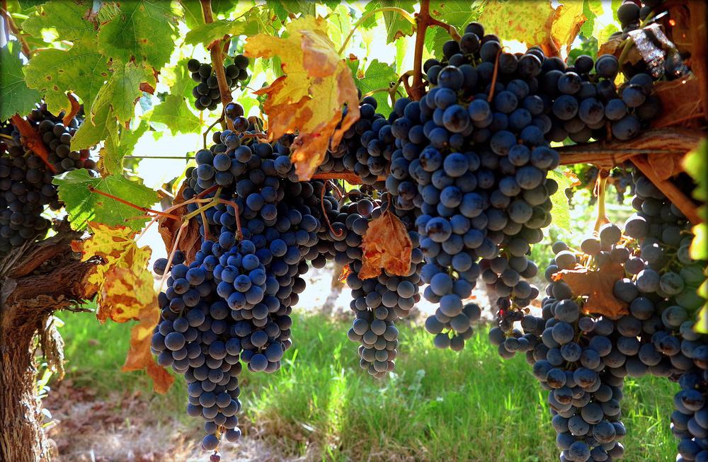 Tavkveri: The Versatile Georgian Grape - History, Cultivation, and Wine