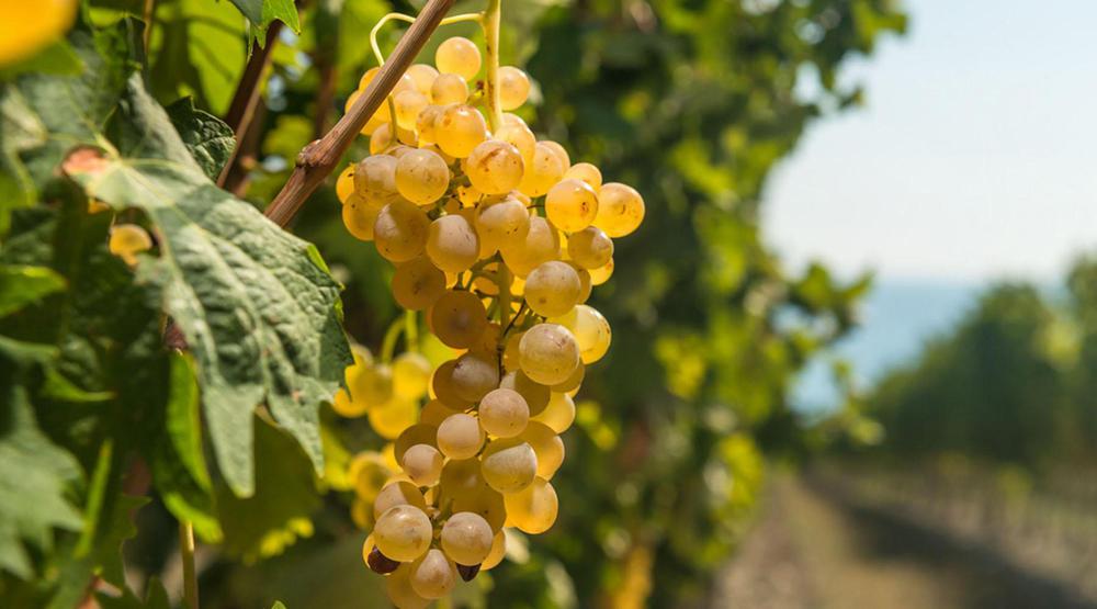 Mtsvane: Exploring the Aromatic White Grape of Georgian Viticulture