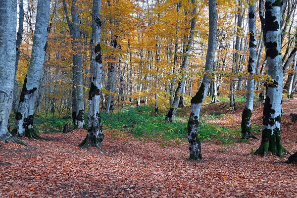 Sabaduri Forest in Autumn