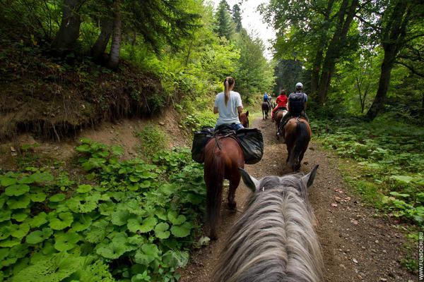 Horse Riding in Georgia Forests