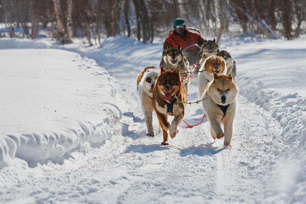 Dog Sledding in Georgia: Thrilling Adventures in Bakuriani & Gudauri