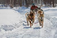 Dog Sledding