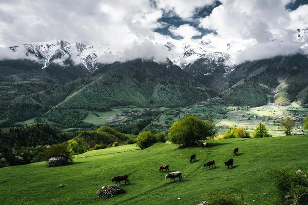Cows & Mountains in Svaneti region in Georgia