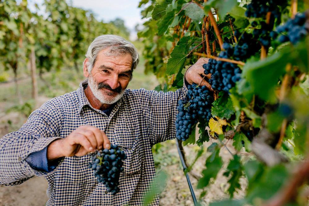 Rtveli in Georgia - Discover the Traditional Georgian Wine Grape Harvest
