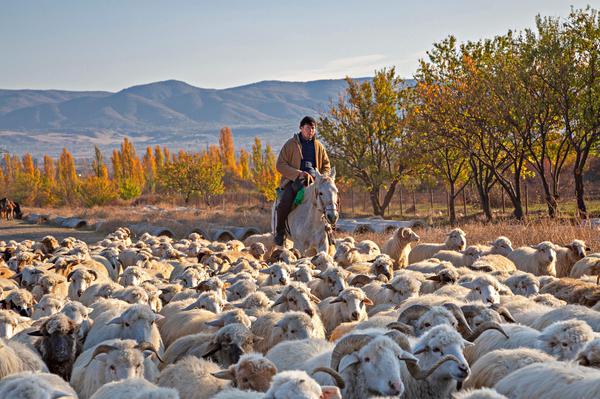 Sheep Herder in Kakheti Region, Georgia