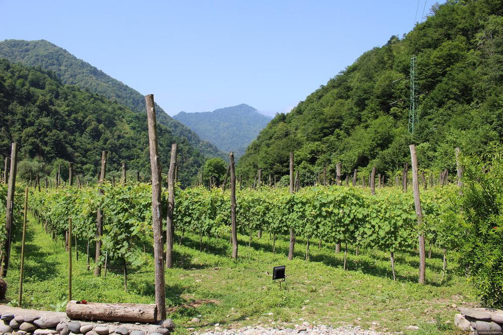 Explore Adjara Wine Region - Georgia's Viticulture Gem | Winemaking and Tourism