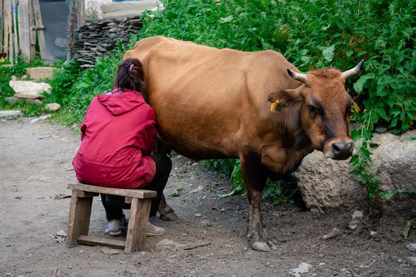 A Woman Milking a Cow in Ushguli Village
