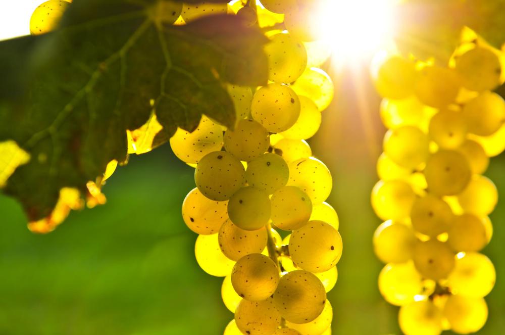Rkatsiteli Wine Guide: Exploring Georgia's Ancient White Grape Variety