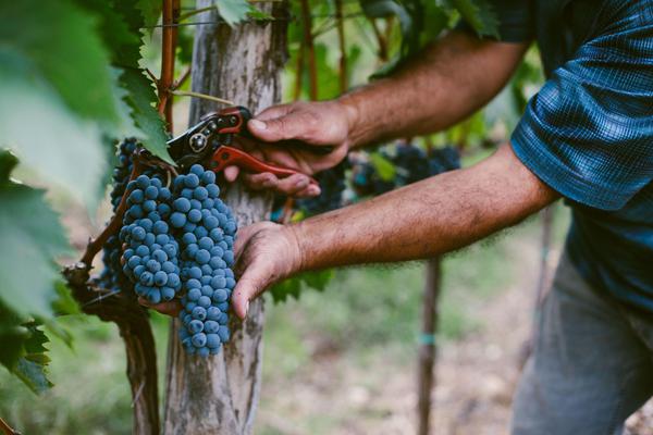 Grape Harvest Process