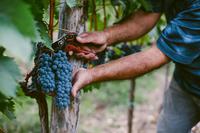 The Resilient Spirit of Vineyard Care in Georgia