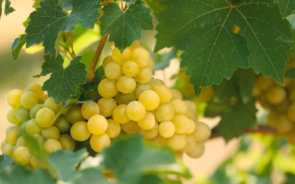Tsolikouri - Unveiling the Prestigious Georgian White Grape Variety