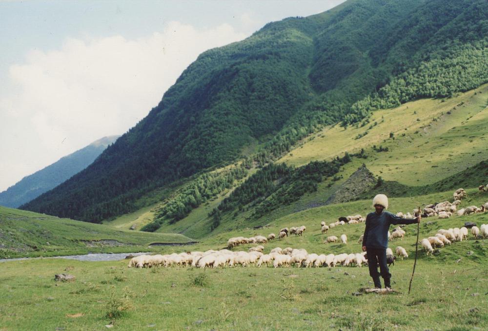 Reviving Guda Cheese Tradition in Alaznistavi: A Journey Through Tusheti’s Alpine Heritage