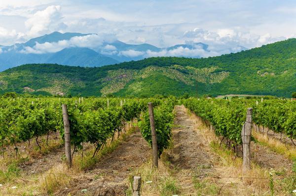 Vineyard in Kakheti