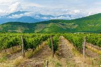 Government Policy in the Georgian Wine Sector