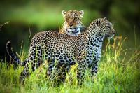 Caucasian Leopard Trails