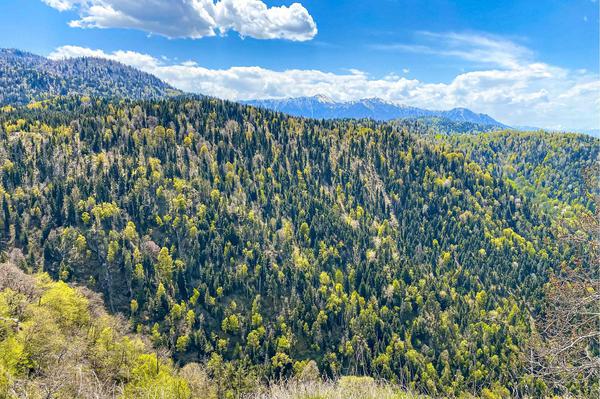 Borjomi Forest