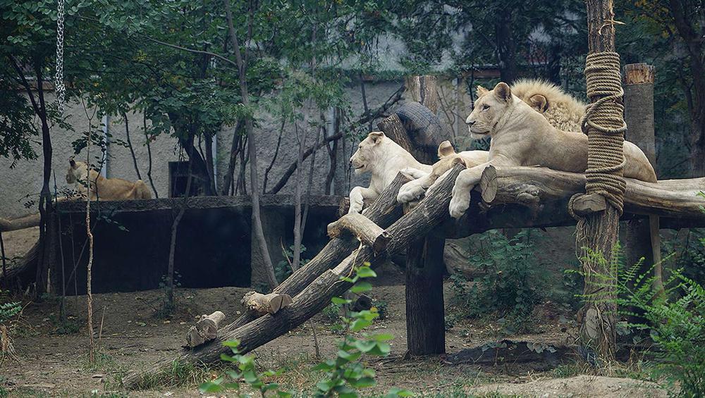 Tbilisi Zoo - An Urban Oasis for Animal Lovers