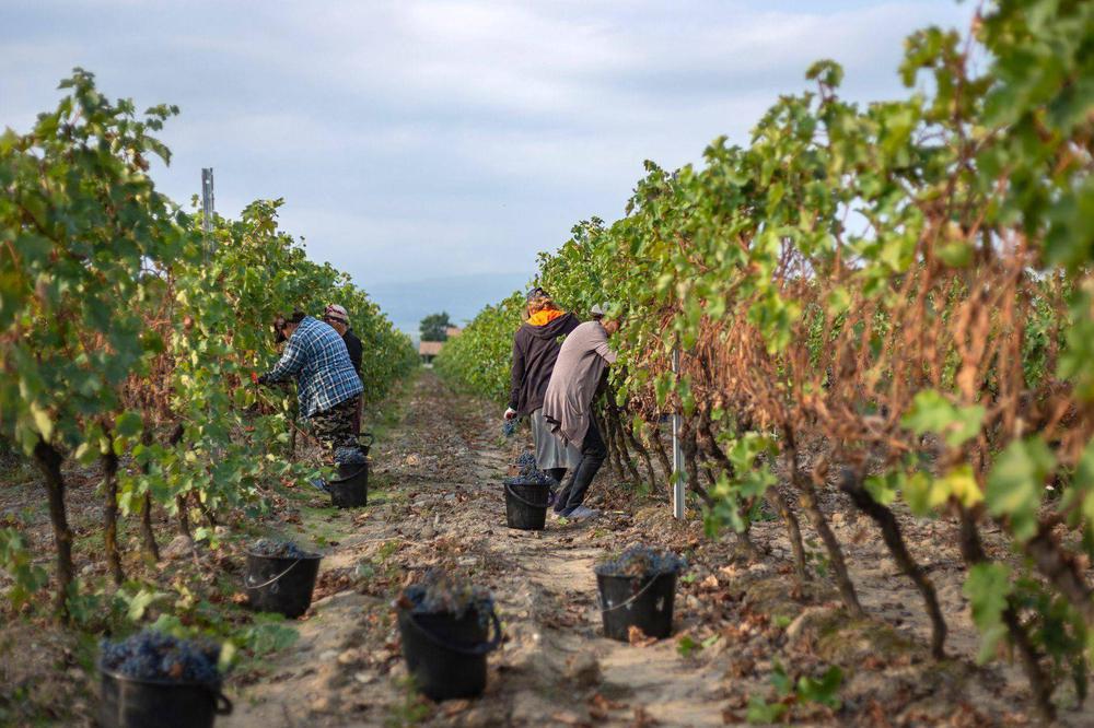 Discover Samegrelo Wine Region: Georgia's Historic Viticulture
