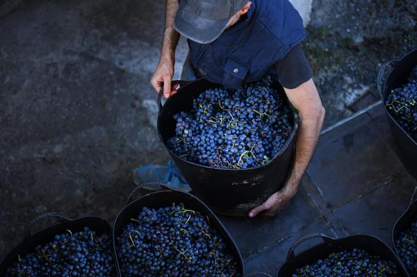 Rtveli — traditional Georgian grape harvest and winemaking festival