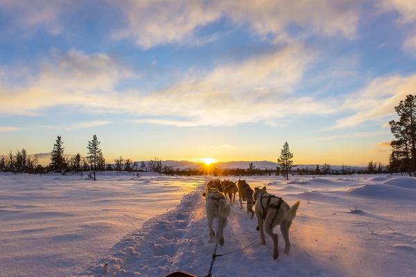 Riding a Dog Sled in Georgia