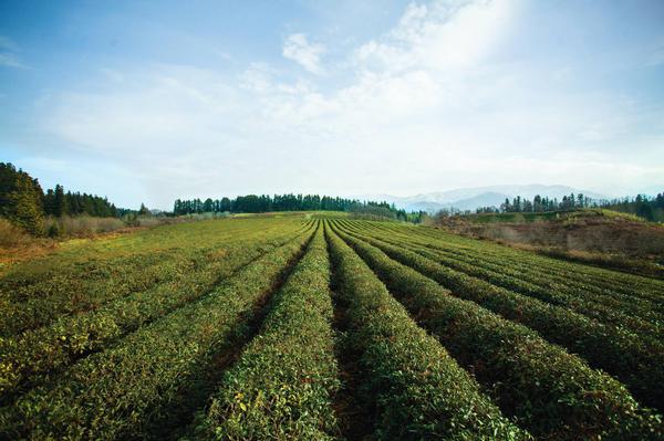 Anaseuli Tea Factory Plantations in Guria Region