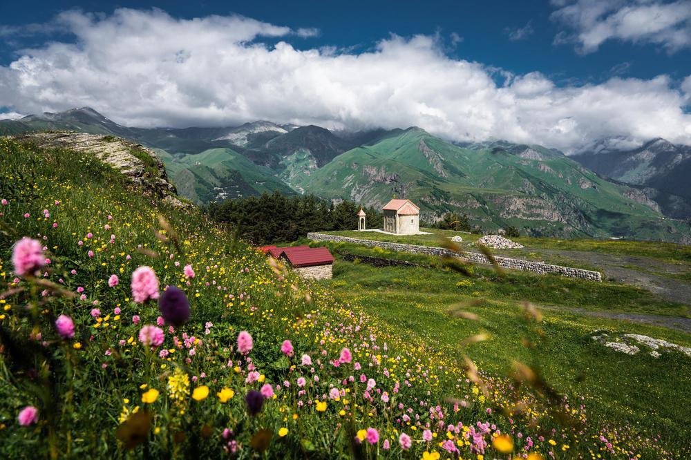 Discover the Alpine Meadows of Georgia: A Haven for Endemic Mountain Flowers
