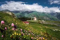 Mountain Flowers of Georgia