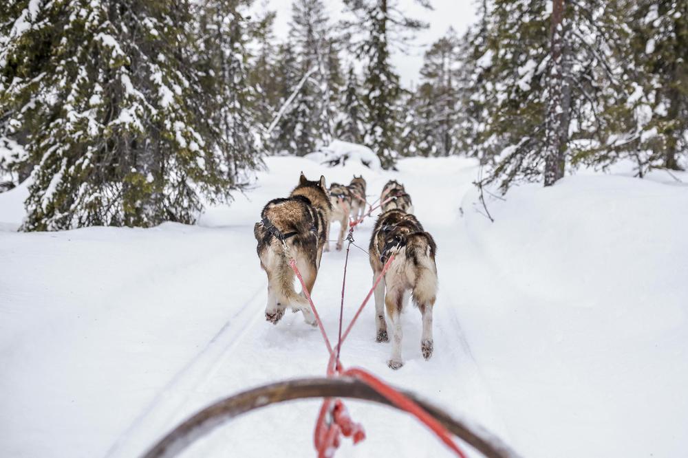 Experience the Thrill of Husky-Powered Fun in Georgia’s Winter Wonderland