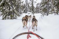 Bakuriani Dog Sledding Tour