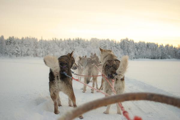 Husky Dog Sledding Fun in Georgia