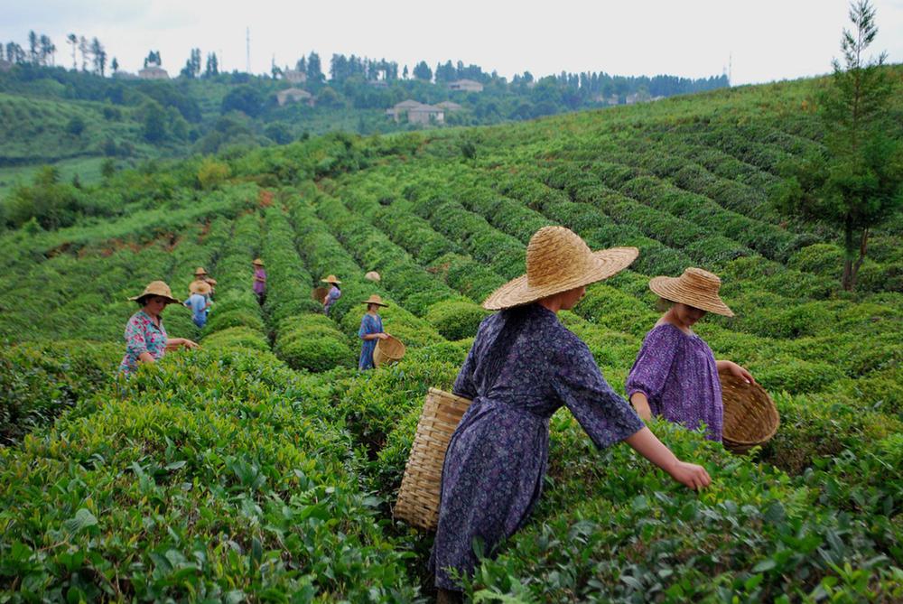 Experience the depths of Georgia's tea culture on a private tour