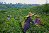 Georgia's Tea Treasures