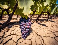 Georgian Wine Industry's Response to Climate Change