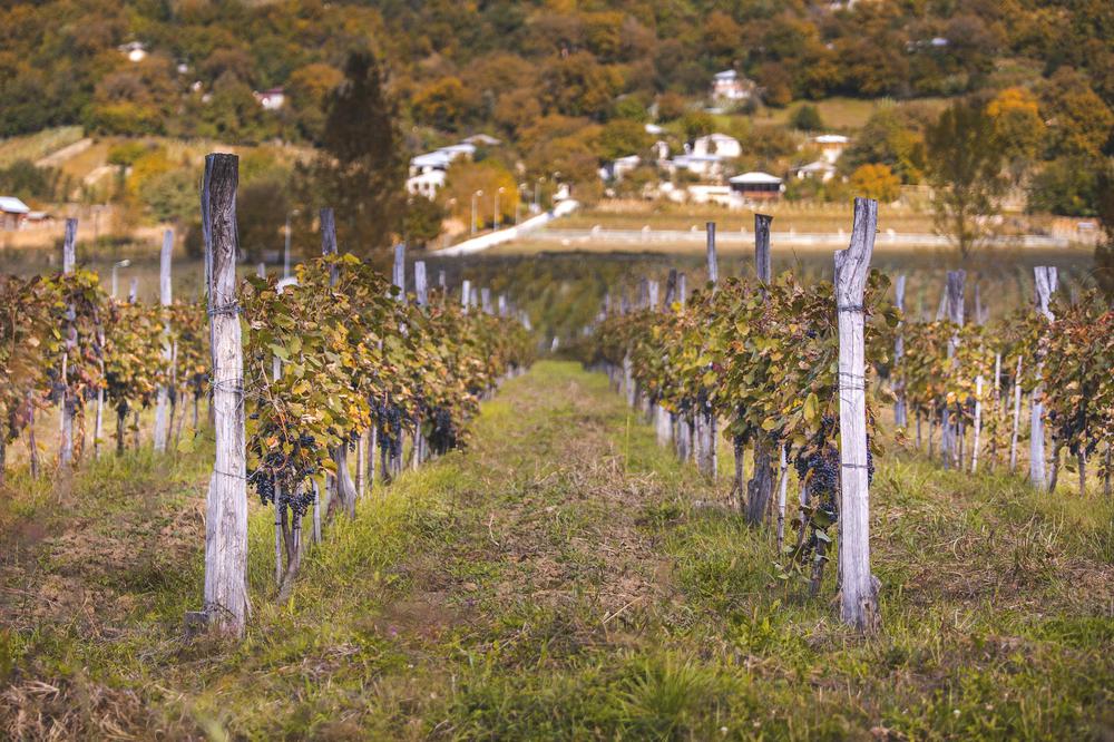 Racha Wine Region: Georgia's Mountainous Viticulture Haven
