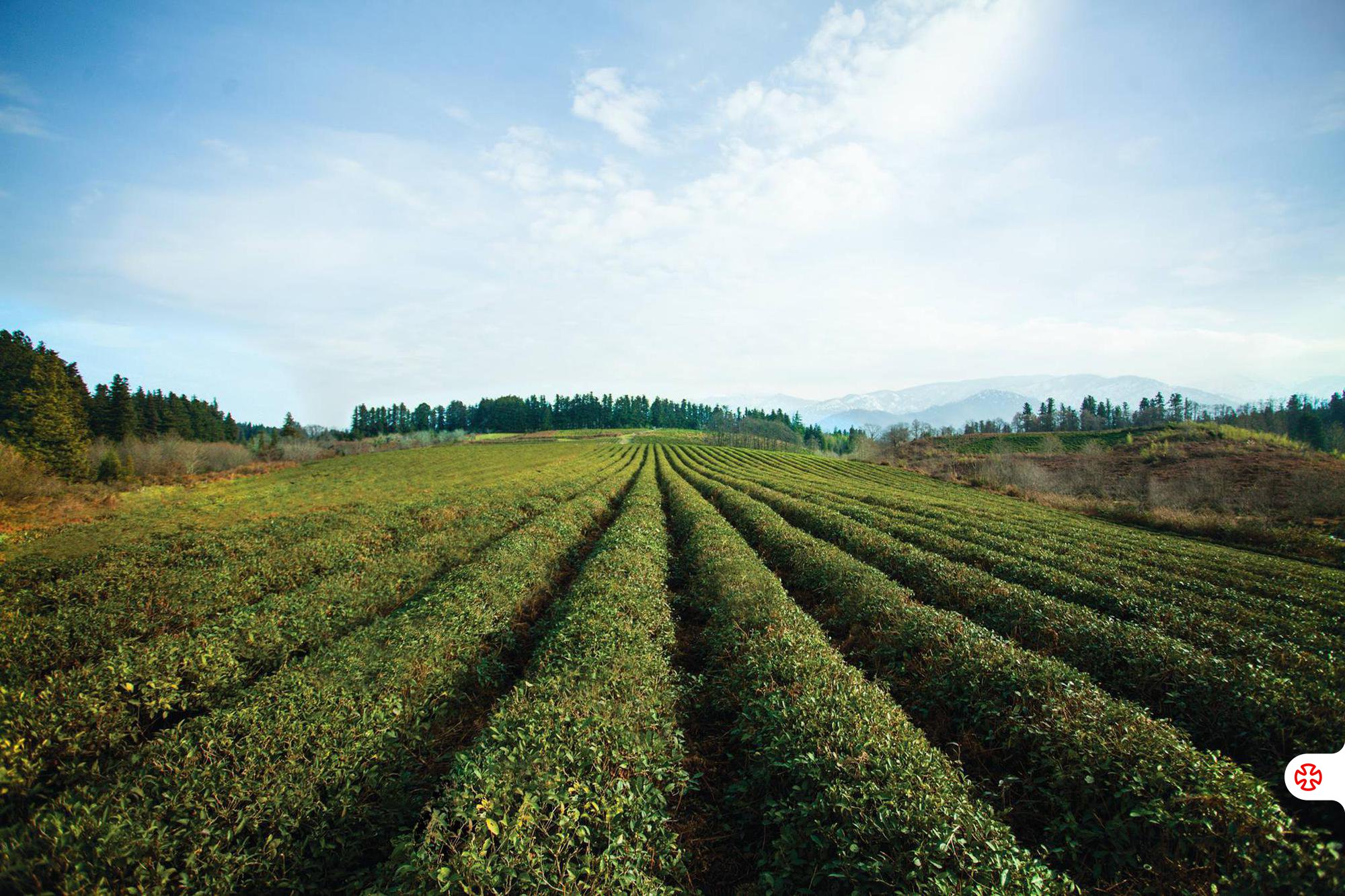 Anaseuli Tea Factory Plantations in Guria Region