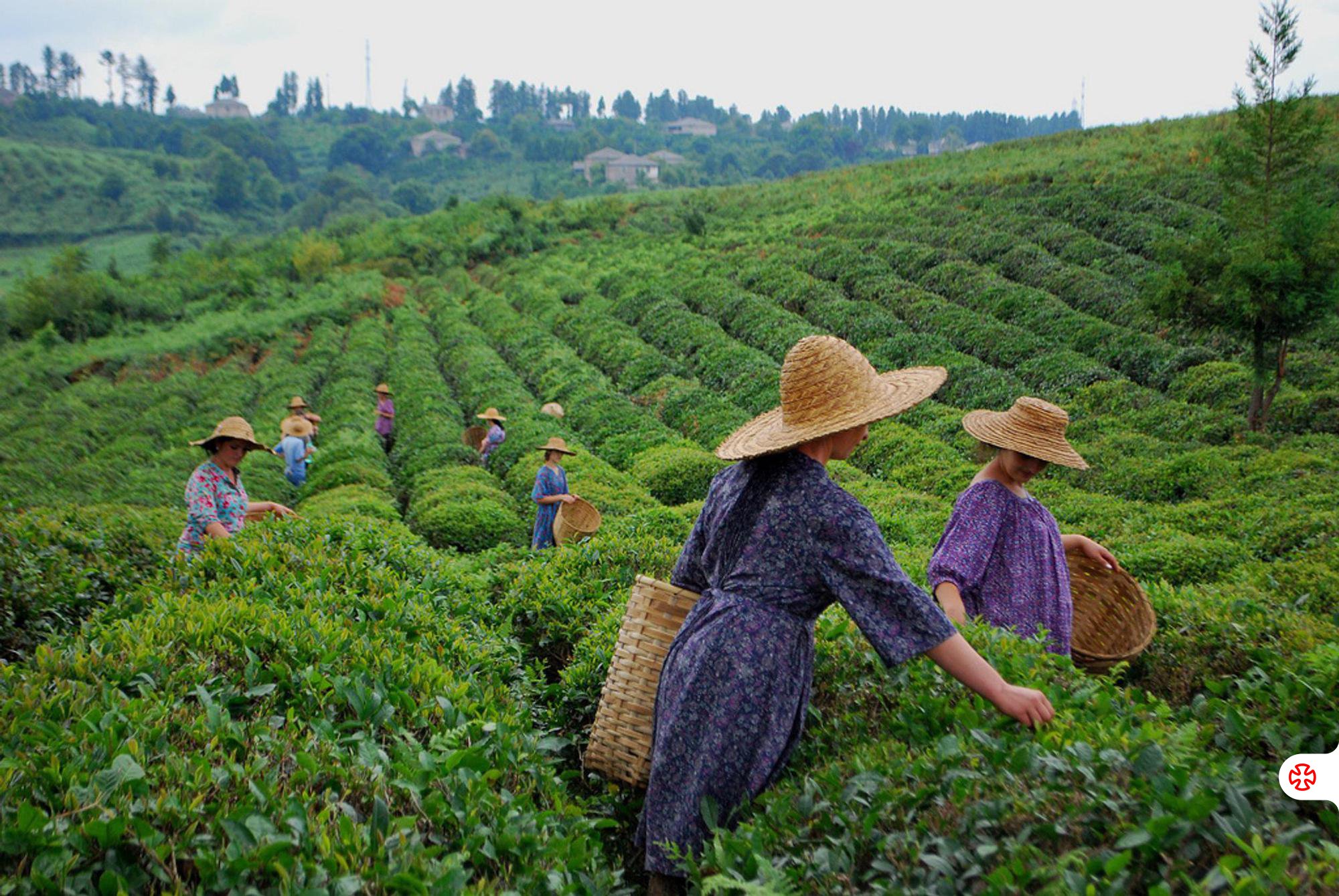 Harvesting Georgian Tea